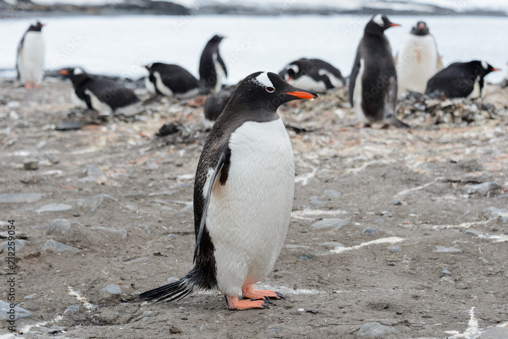 Obraz premium Gentoo penguin on beach
