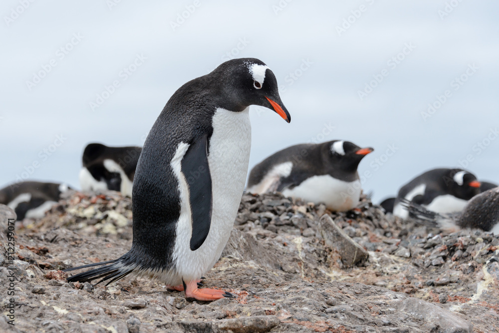 Obraz premium Gentoo penguin on beach
