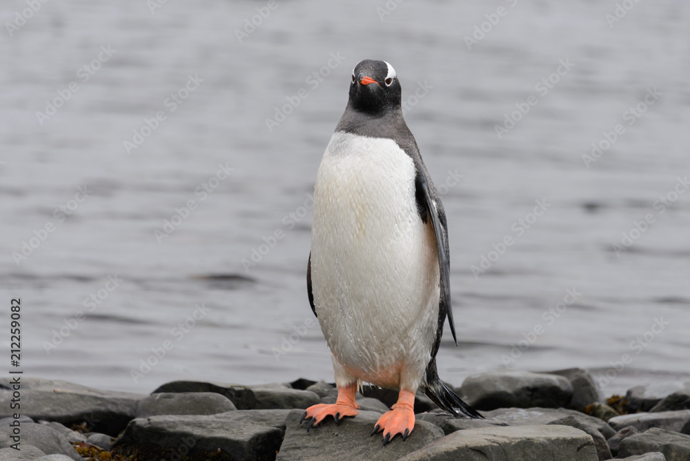 Fototapeta premium Gentoo penguin on beach