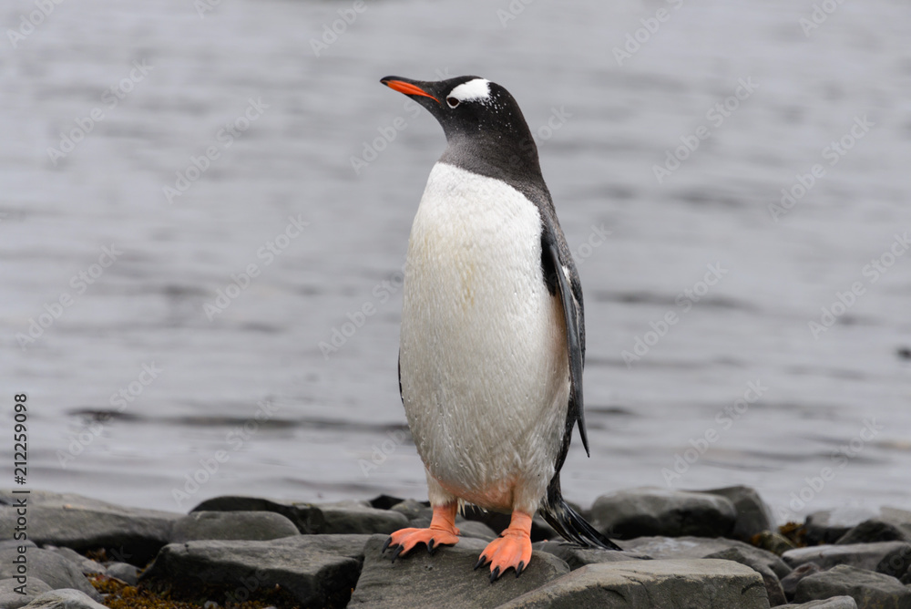 Naklejka premium Gentoo penguin on beach