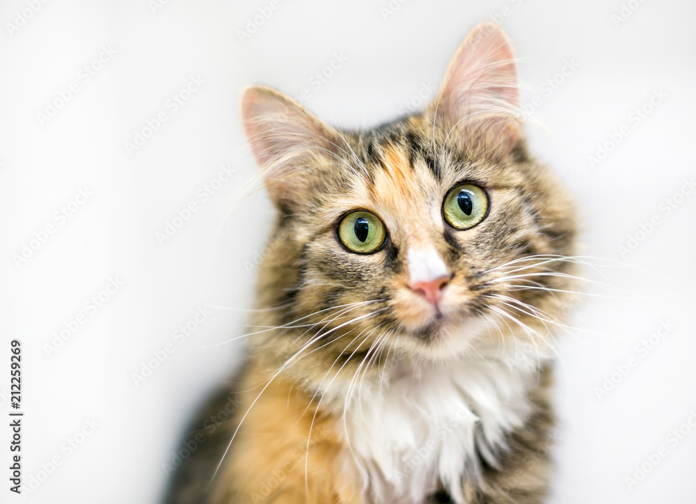 A calico tabby domestic medium haired cat, gazing at the camera with a head tilt A calico tabby domestic medium haired cat, gazing at the camera with a head tilt