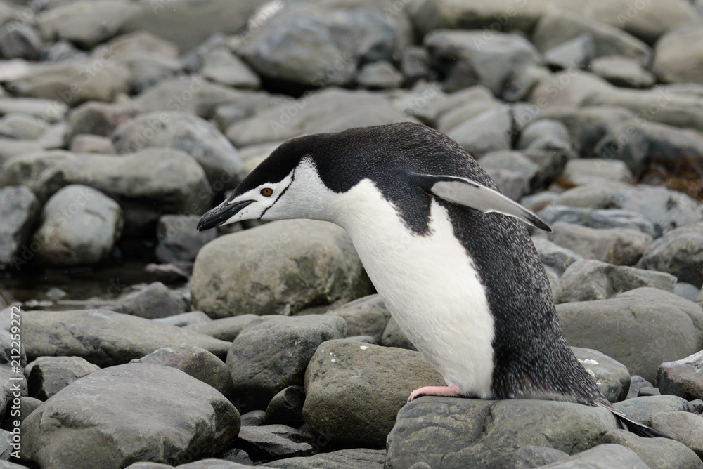 Fototapeta premium Chinstrap penguin on the beach