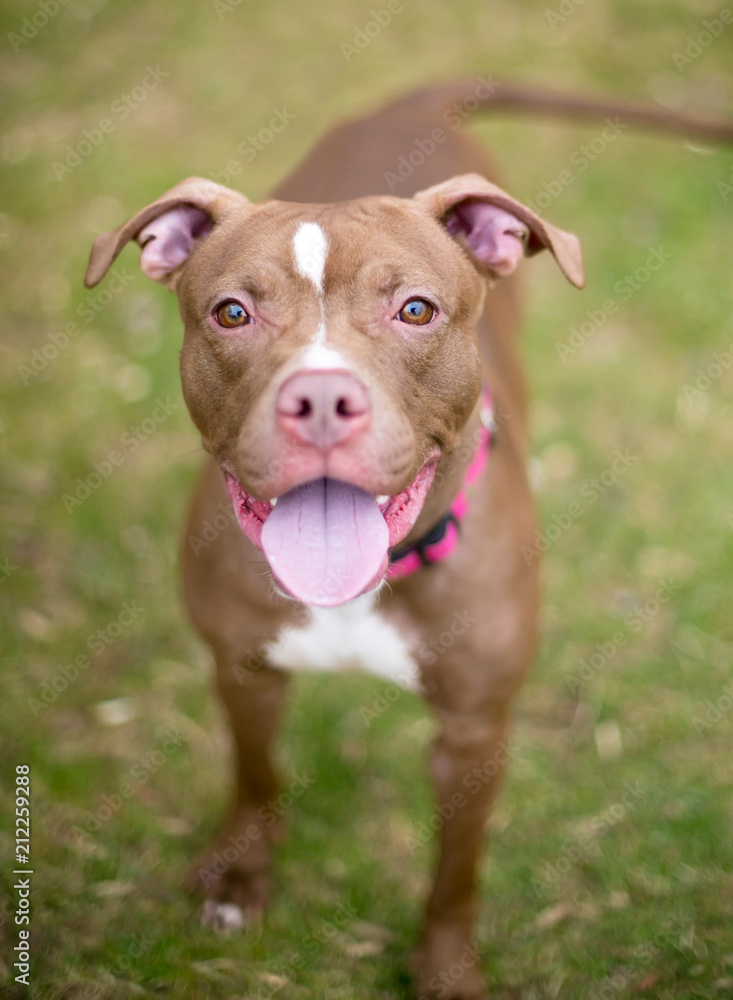 A red and white Pit Bull Terrier mixed breed dog with a happy expression, wearing a pink collar