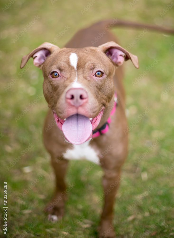 Obraz premium A red and white Pit Bull Terrier mixed breed dog with a happy expression, wearing a pink collar