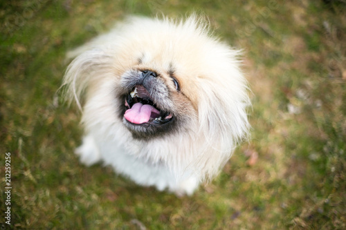 A fuzzy purebred Pekingese dog looking up