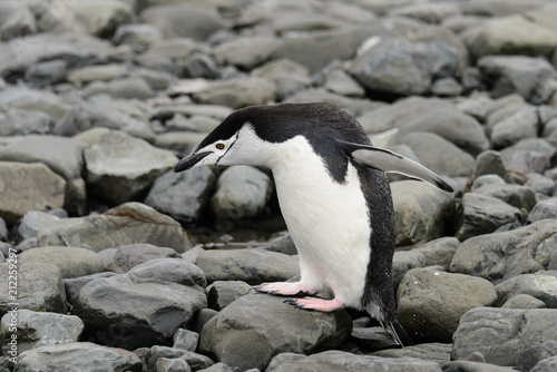 Chinstrap penguin on the beach © Alexey Seafarer
