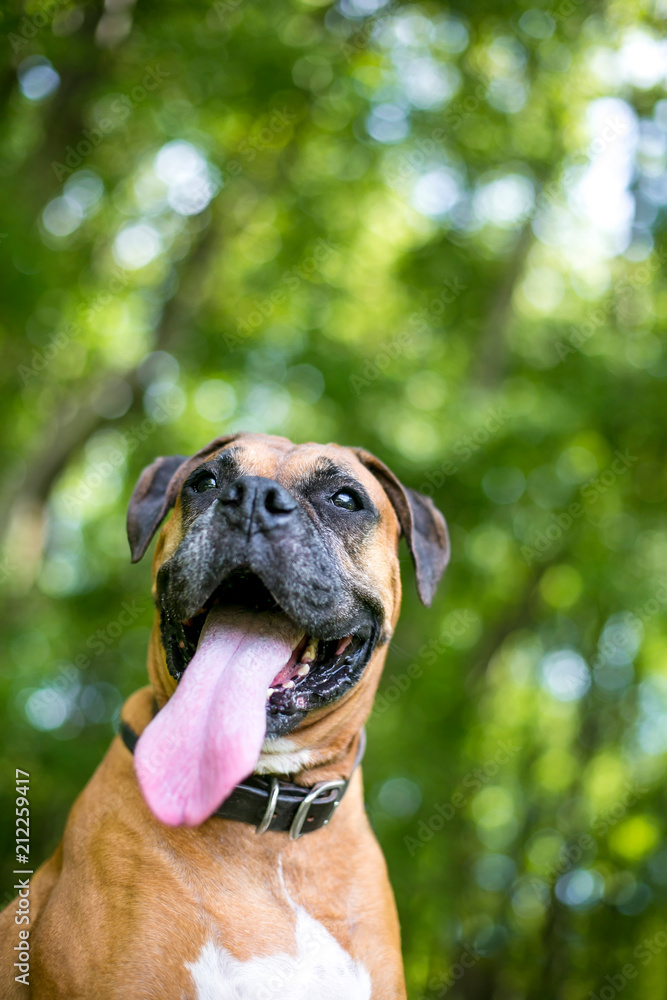 A purebred Boxer dog panting with a long tongue hanging out of its mouth