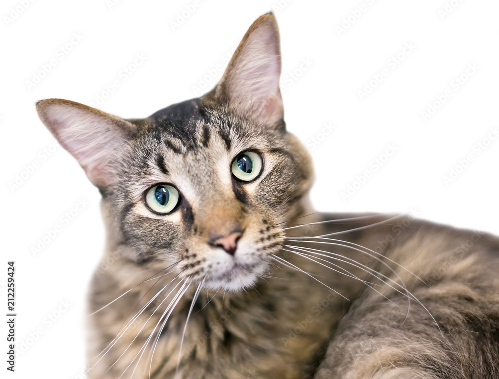 A brown tabby domestic medium hair cat listening with a head tilt