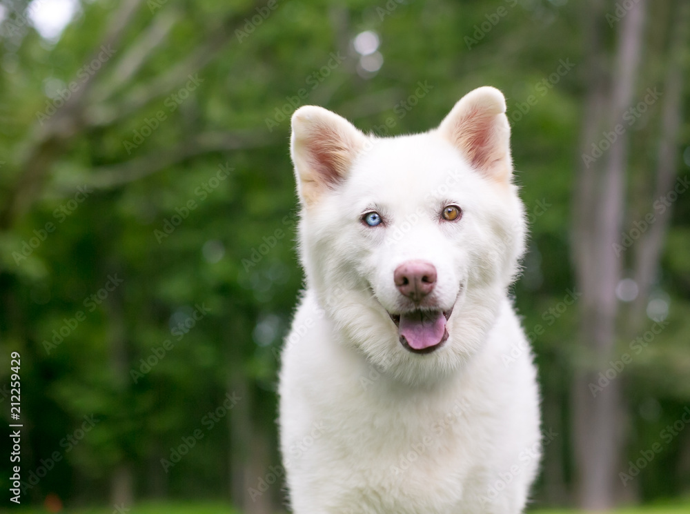 A white Alaskan Husky dog with heterochromia, one blue eye and one brown eye