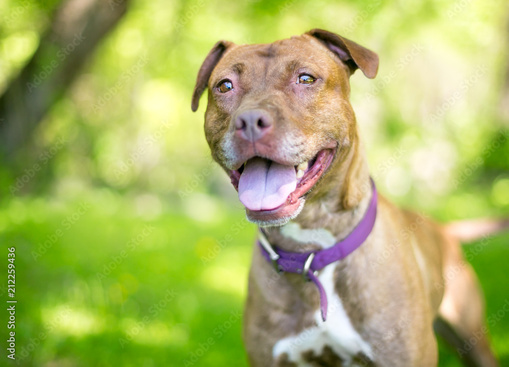 A red and white mixed breed Pit Bull type dog with a happy expression