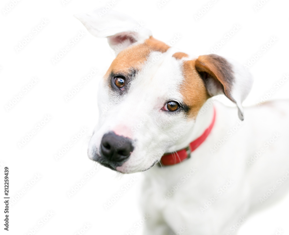 A red and white mixed breed dog with floppy ears, listening with a head tilt