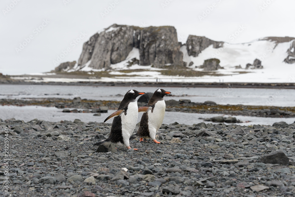 Obraz premium Two gentoo penguins going on beach