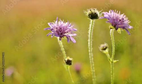 Wiesenblumen im Licht