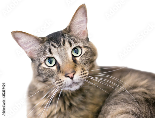 A brown tabby domestic medium hair cat listening with a head tilt © Mary Swift