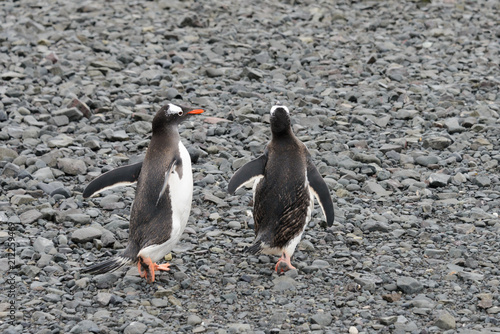 Two gentoo penguins going on beach