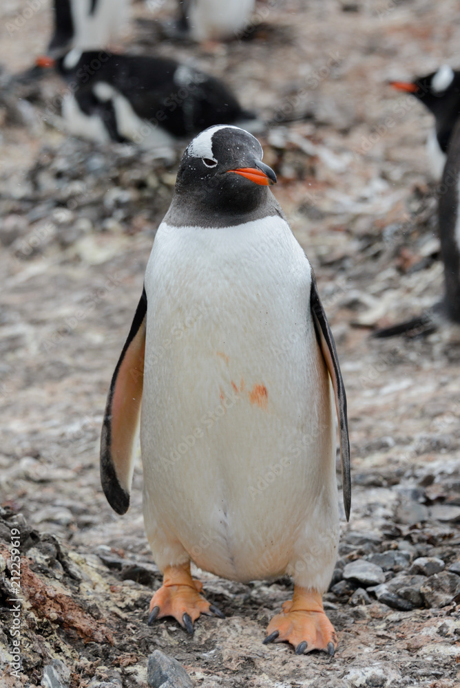 Gentoo penguin going on beach Gentoo penguin going on beach