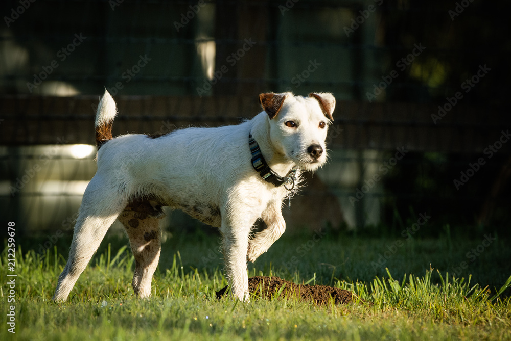 Jack Russell Terrier dog outdoor portrait standing in field with one paw up Jack Russell Terrier dog outdoor portrait standing in field with one paw up