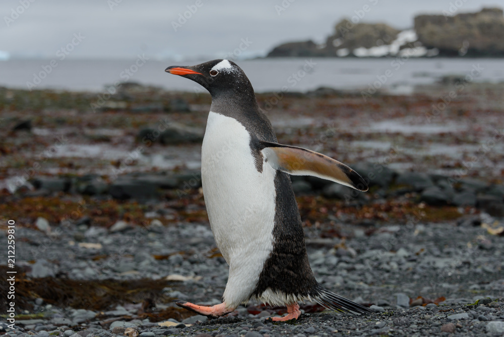 Fototapeta premium Gentoo penguin going on beach