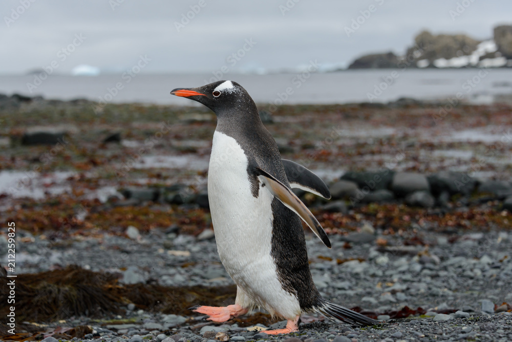 Fototapeta premium Gentoo penguin going on beach