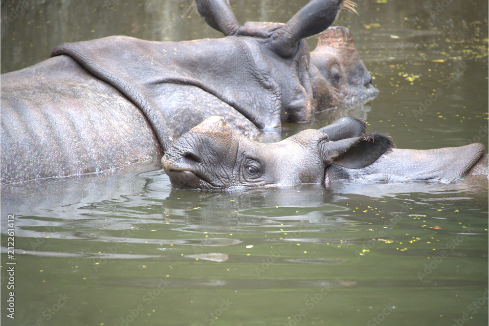 Fototapeta premium Indisches Panzernashorn