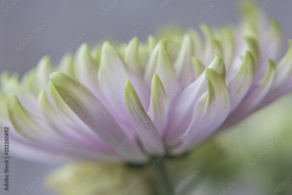 Pink and Green Dahlia