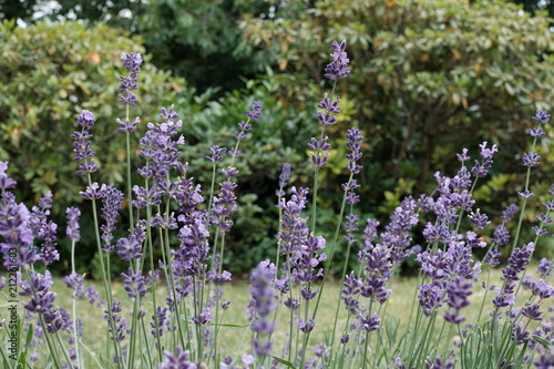 Lavendel Blumen mit Bl  ten