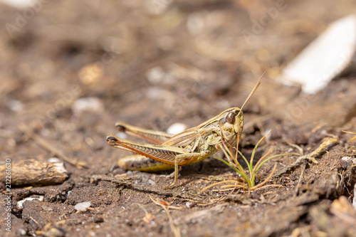 Meadow grasshopper 3