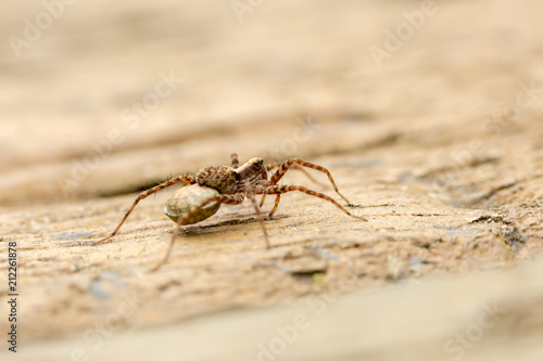 Lone Spotted wolf spider with egg
