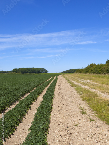 Wolds bridleway and potato crop