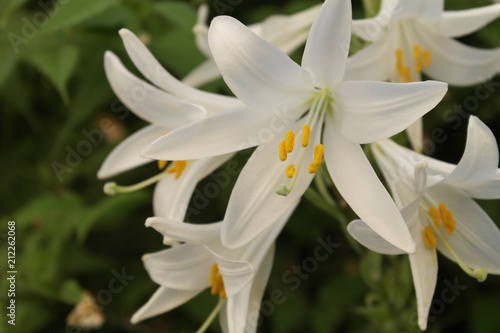 white lilies