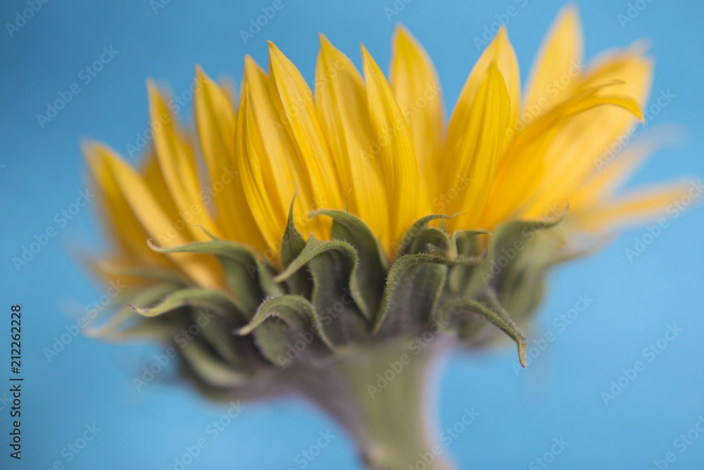 Fototapeta premium Sunflower