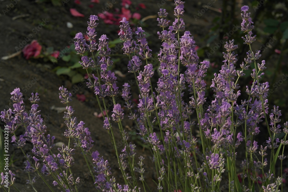 Obraz premium lavender