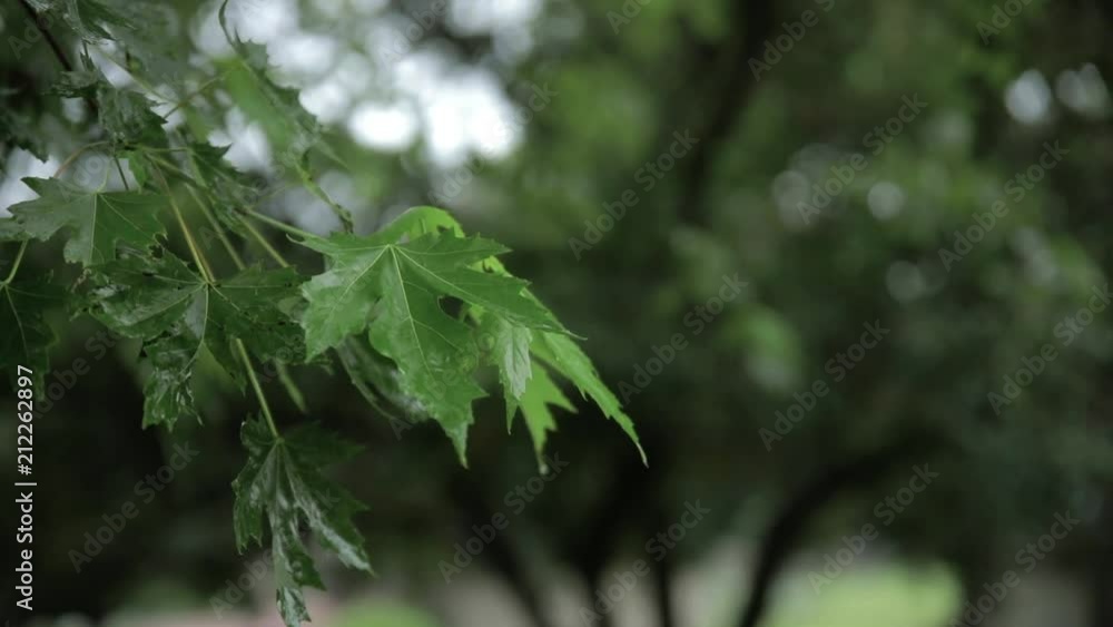 Maple Tree on a Rainy Day Maple Tree on a Rainy Day