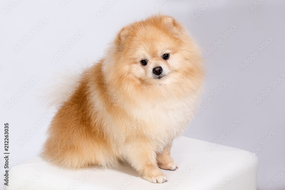 Pomeranian on a white background. Pomeranian on a white background.
