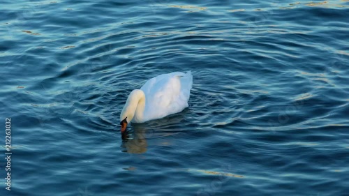 White swan floating smoothly along the water surface of the Zurich lake, Switzerland