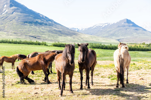 Many friendly Icelandic horses standing in stable paddock in Iceland morning countryside rural farm valley in north by Akureyri mountains, meadow field pasture