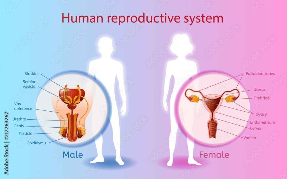 Human Reproductive System Vector Scientific Chart Stock Vector | Adobe ...
