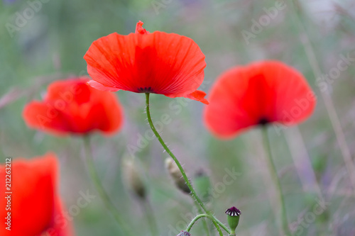 Fototapeta Naklejka Na Ścianę i Meble -  Red poppies field, remembrance day symbol