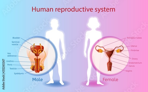 Human Reproductive System Vector Scientific Chart