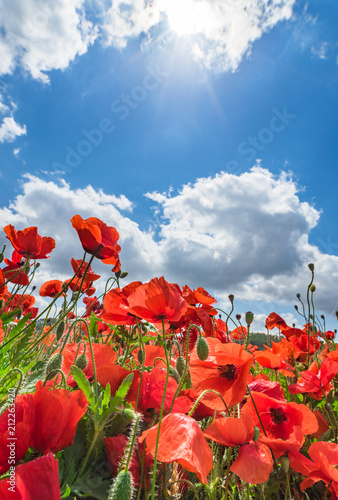 Fototapeta Naklejka Na Ścianę i Meble -  Red poppy field flowers with sunrays on blue cloudy sky