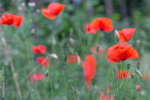 Fototapeta Naklejka Na Ścianę i Meble -  Red poppies field, remembrance day symbol