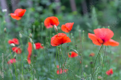 Red poppies field, remembrance day symbol © Freelancer