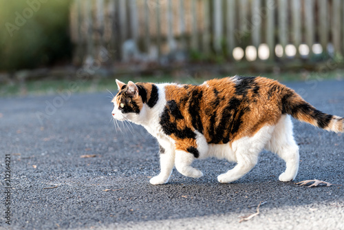 One calico cat outside hunting, walking on paved sidewalk, pavement, curious in front or back yard of home or house with fence, dry autumn leaves