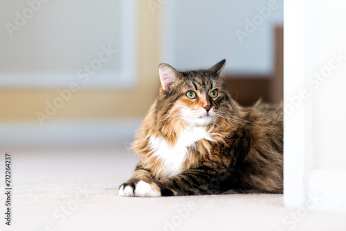 Cute maine coon calico cat closeup inside home lying down on carpet floor indoor house living room behind wall corner