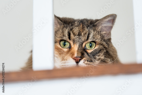 Fototapeta Naklejka Na Ścianę i Meble -  Calico maine coon cat face closeup, lying on carpet floor, hiding behind railing bars with head hidden, big eyes opened