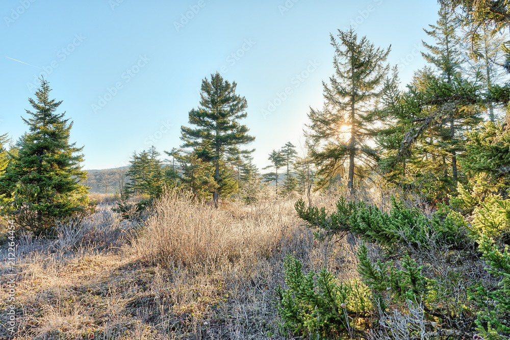 Frost winter landscape with pine trees and morning sun sunlight sunburst through, behind branches in West Virginia Cranberry Wilderness and ice covered plants Frost winter landscape with pine trees and morning sun sunlight sunburst through, behind branches in West Virginia Cranberry Wilderness and ice covered plants