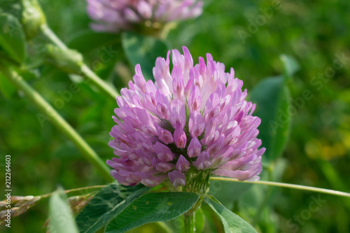 clover