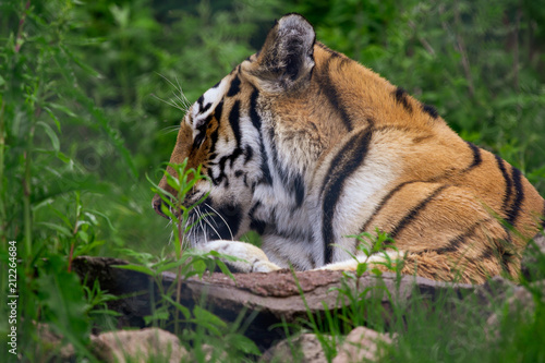 Tiger in Ruhe