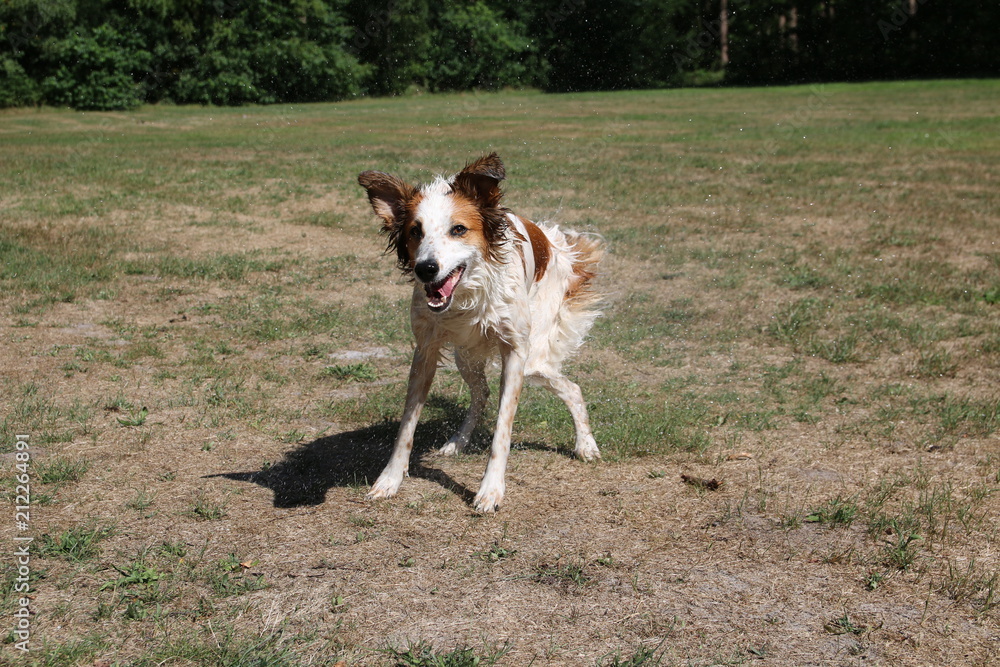 Nasser Hund schüttelt sich nach dem Baden das Wasser aus dem Fell und macht ein lustiges Gesicht,