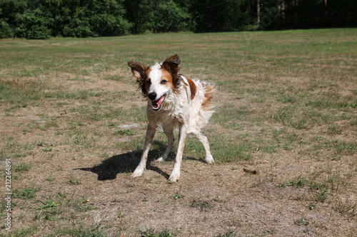 Nasser Hund schüttelt sich nach dem Baden das Wasser aus dem Fell und macht ein lustiges Gesicht,